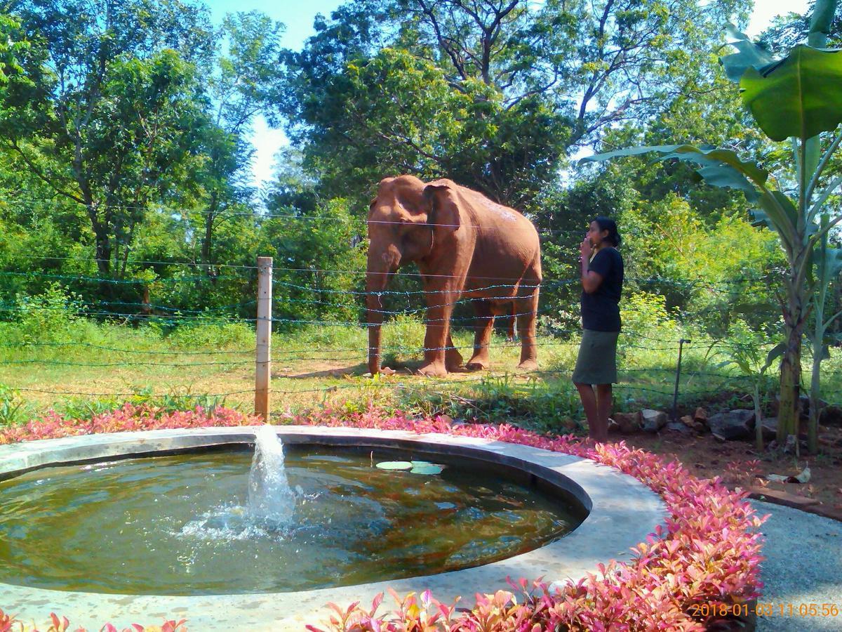 Owls Nest Hotel อุดาวาลาเว ภายนอก รูปภาพ